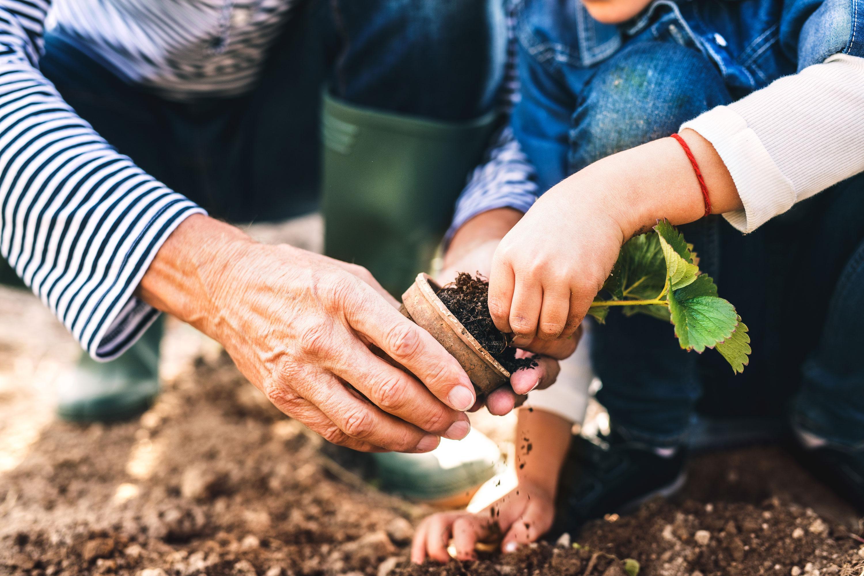 Outdoor garden – Multigeneration, a child helps their grandparent plant a seedling while wearing matching blue jeans